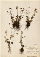 藏品(梅花草)的圖片